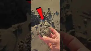 Insane GOLD Discovery founded !!! 😱   #reels #treasurehunt #usa #viral