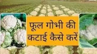 how to cut cauliflower for sabji