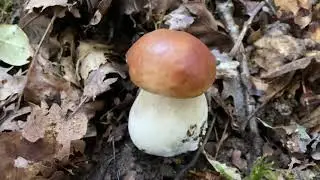 Boletus edulis (Белый гриб), October 25, 2021