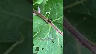 How to deal with insects in your garden &mdash; and identify friends from foes
