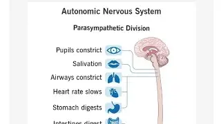 ||Drug acting on autonomic nervous system||part 1