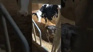 Always exciting to see a new baby calf sucking off the mother before her first milking.#cows #milk