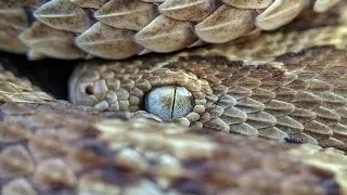 Saw Scaled Viper (Echis Carinatus) #snake #wildlife #viper #ytshorts 
