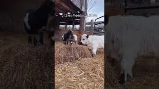 Tiny cows. Tiny goats. Tiny friends. #goats #babygoat #goatsofinstagram #minicows #minicow