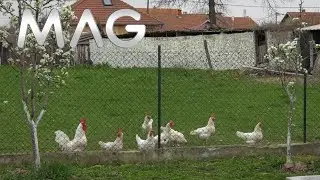 Lepo vreme utiče i na koke nosilje