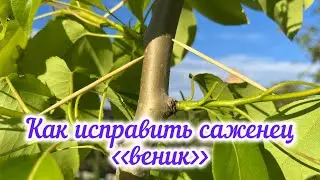 Длинный саженец без веток?Показываю,как сформировать заново + результат.