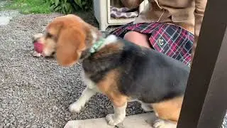 マイケルくん（ビークル犬）は、9歳のお誕生日にバースデーケーキを食べました❣️