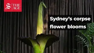 Putricia, Sydney Botanical Garden's corpse flower draws crowds.