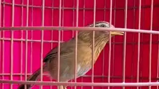 Hoạ Mi H&oacute;t Đấu /hoạ mi h&oacute;t s&aacute;ng luyện giọng kich bổi sổ giọng chim h&oacute;t hay mỗi ng&agrave;y/Họa mi T&acirc;y Bắc 