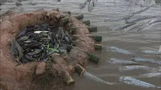 Unique Fish Trap Made By Village Man Using Bamboo | Survival Skills | Simple Fish Trap