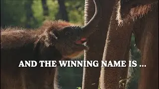 Fort Worth Zoo&rsquo;s Little Lady Receives Her Name