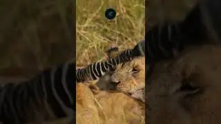 Lion Feast: Powerful Lions Devour Zebra Carcass in Chobe National Park!