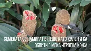 Едно вечнозелено растение, палма, ниска, за саксия -coontie cycad zamia  !