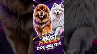 Top 10 Most Expensive Dog Breeds in the World