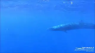 Sei Whales in S&atilde;o Miguel, Azores Islands | TERRA AZUL&trade;