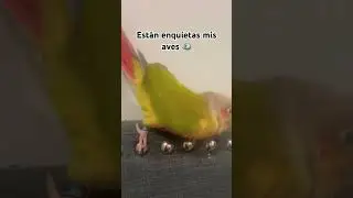#viralaves