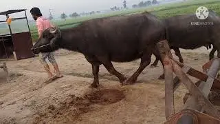 Village Life in Zafarwal Pakistan