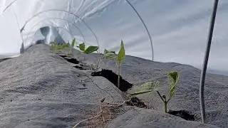 Transplanting Beans