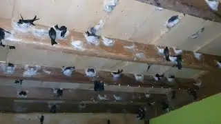 Suara inap