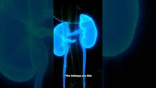 The kidney process #fact #ytshorts #kidney #facts #shorts