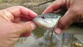 FishTales Anticipation