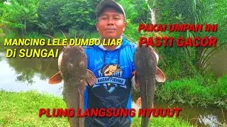 Mancing ikan Lele Dumbo Liar Monster di Sungai|| Gunakan Racikan Umpan jitu ini pasti Gacor