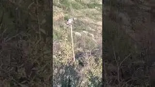 Bear Sighting Marshall Gulch Loop Mt Lemmon