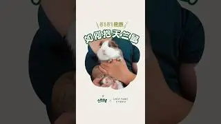 【5151教室】如何抱天竺鼠？