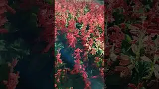 #shanku #garden #gardening #flower #light #lights #cat #kitten # krishna # flute #song #gardenflower
