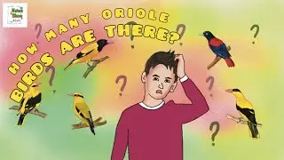 Types of Oriole birds found in India | kids video about species concept of a common bird of India |