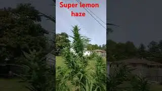 Super lemon haze