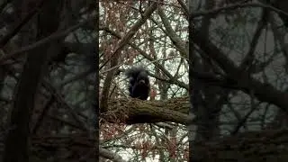 Squirrel making noise #nature #naturepark #wildlife #squirrel #tree