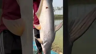 Fish farming in Bihar 🐠🤑| for training-9102315037