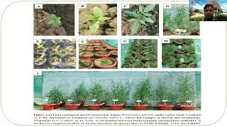 A webinar on Technological Enhancement for Nutrient Supply in Cannnabis Plant Species #species #tech