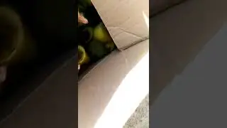 boboci de g&acirc;scă
