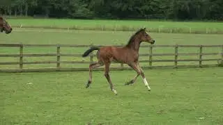 SOLD Sir Donerhall x Franklin Filly Foal