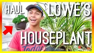 LOWES HOUSEPLANT HAUL - PLANTS I GOT FROM THE BIG BOX STORE - PLANT SHOPPING PLANT HAUL