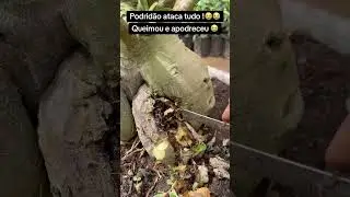 Rot attacks everything! #plants #desertrosebrazil #garden