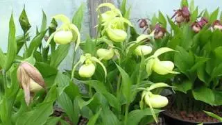 Cypripediums in pots