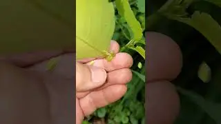 Jewelweed Touch Me Not #poppers #jewelweed #touchmenotplant