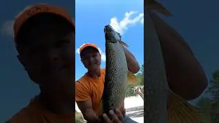 Pike CAUGHT Below Dam! #shorts #trending #youtubeshorts #fishing #fyp #video