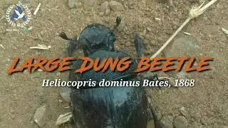Large Dung Beetle | Heliocopris dominus |scarab beetles