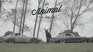 These Datsun 240Zs Are Animals to Drive