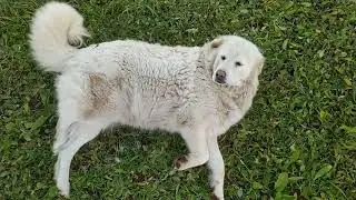 Bianca si riposa mentre sorveglia le pecore (Pastore maremmano)