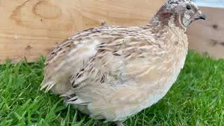 Quail Colors : Italian