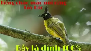 Tiếng chào mào núi Tây Bắc chuẩn bẫy là dính.không tạp âm có mp3