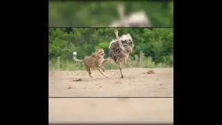 leopard attacks on ostrich #youtube #viralshorts #foryou
