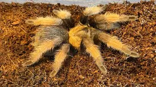 Nowe terra dla 9 ogromnych samic 🕷️#tarantula #tarantulalove #spider #animals 