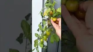 Tomato harvesting 🥰. #cuocsongnauy #lamvuon #moingaymotcauchuyen #garden #gardening #tomatolovers