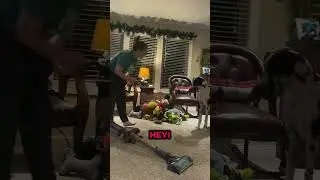 its plAy time. the Dog bite me. #dogshorts #play #animals #dogs #doglife #shortvideo #shortsfeed